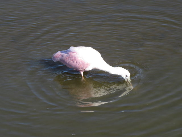 Roseate Spoonbill