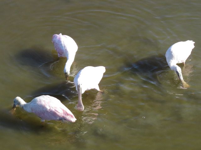 Roseate Spoonbill