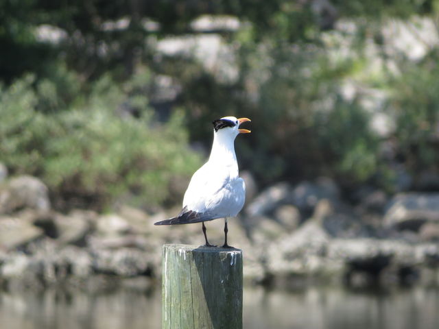 Royal Tern