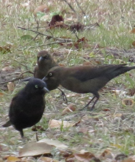 Rusty Blackbirds