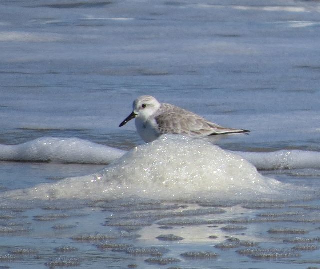 Sanderling