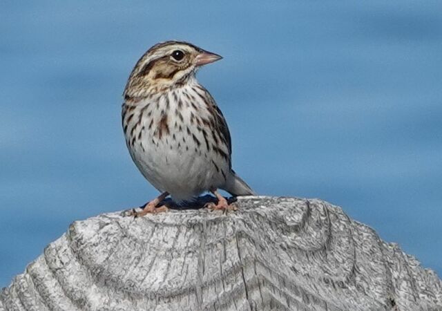 Savannah Sparrow