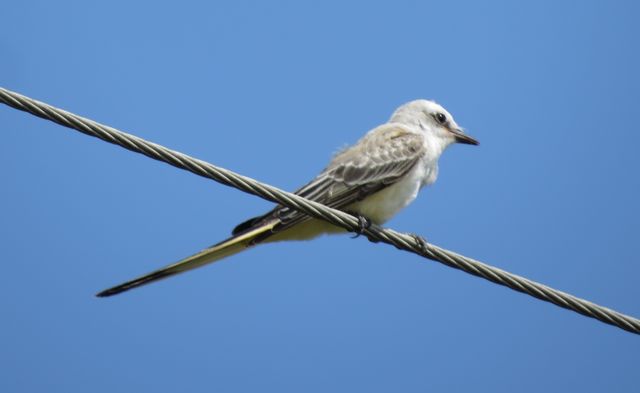 Scissor-tailed Flycatcher