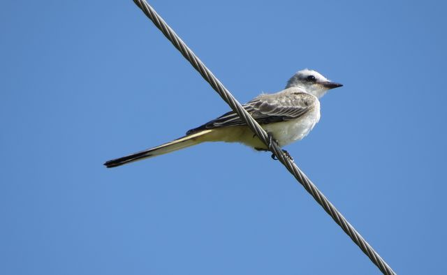 Scissor-tailed Flycatcher