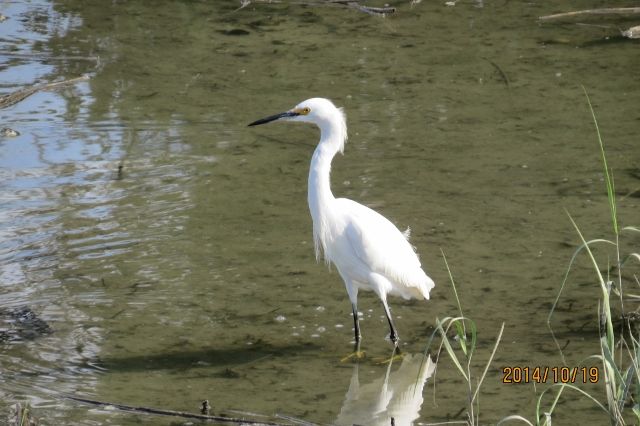 Snowy Egret