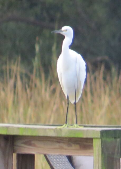 Snowy Egret