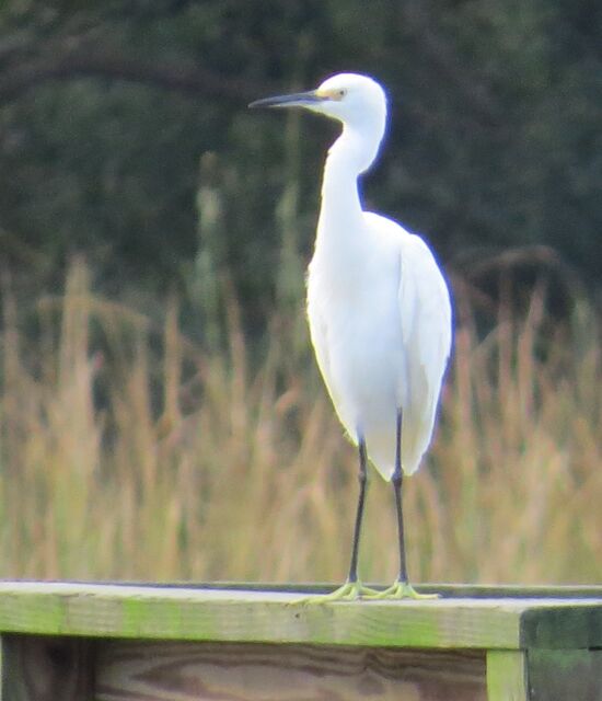 Snowy Egret