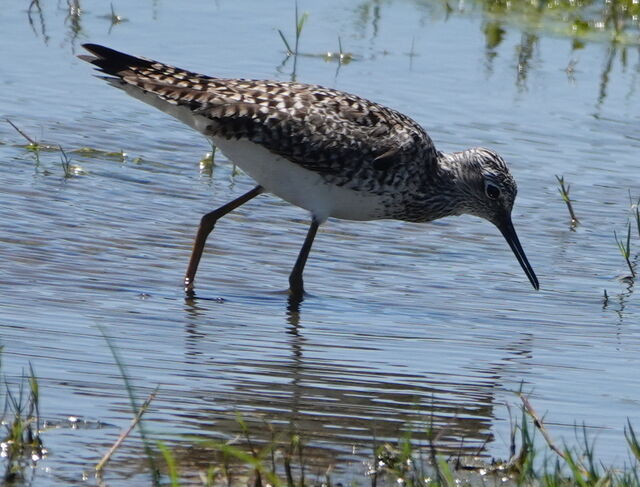 Solitary Sandpiper