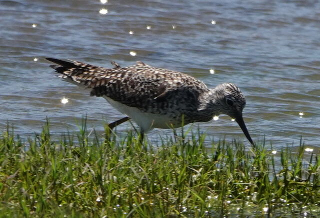 Solitary Sandpiper