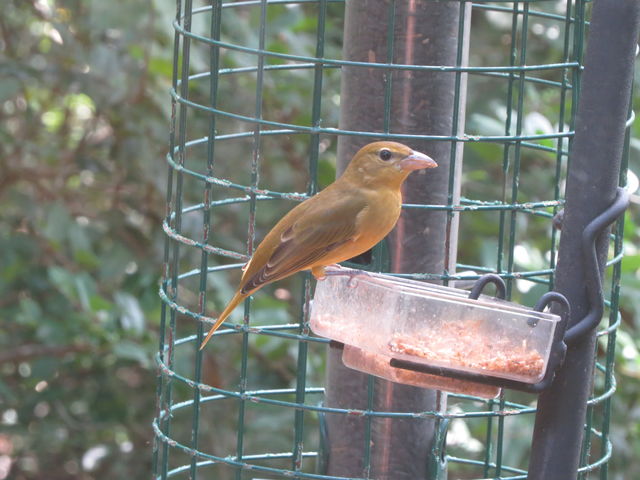 Summer Tanager