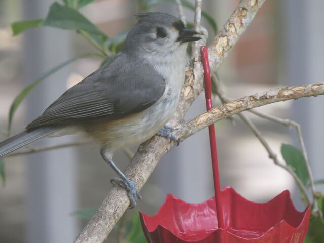 Tufted Titmouse