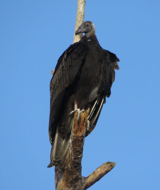 Turkey Vulture