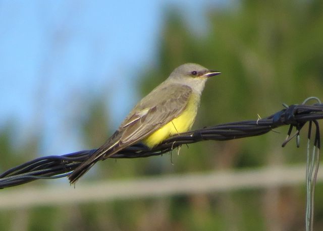 Western Kingbird