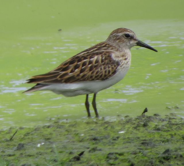 Western Sandpiper