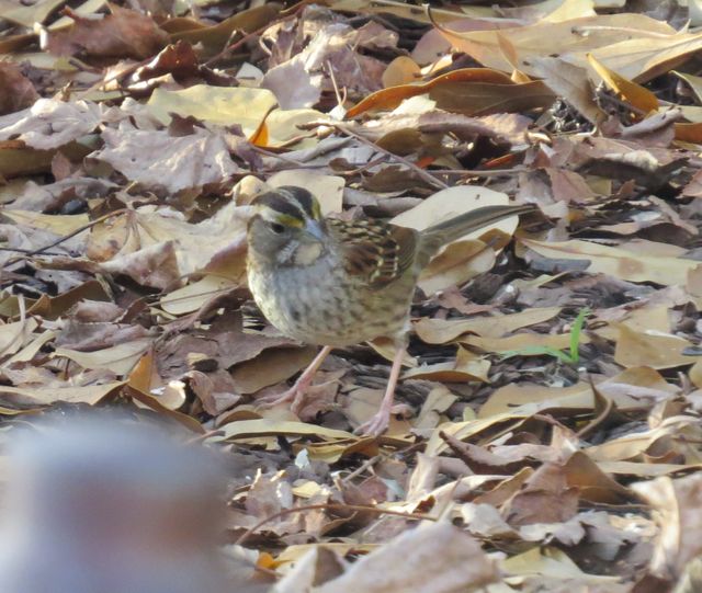 White-throated Sparrow