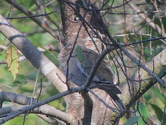 White-winged Dove