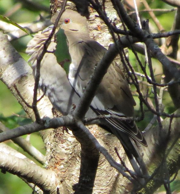 White-winged Dove