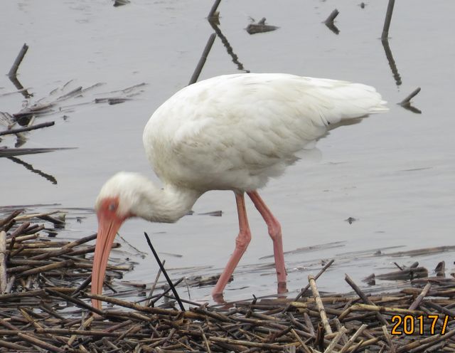 White Ibis