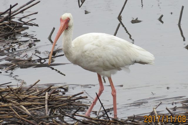 White Ibis