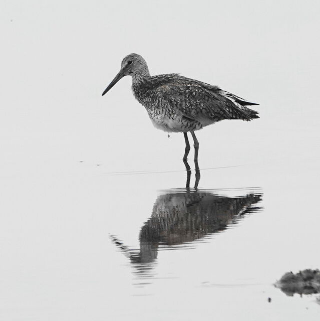 Willet