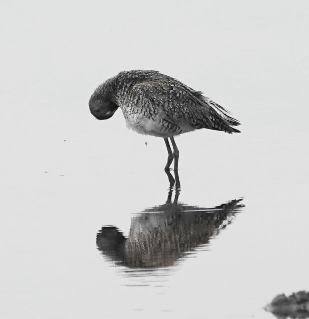 Willet