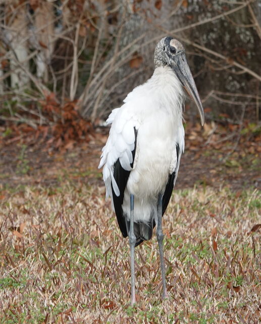 Wood Stork