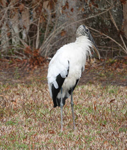 Wood Stork