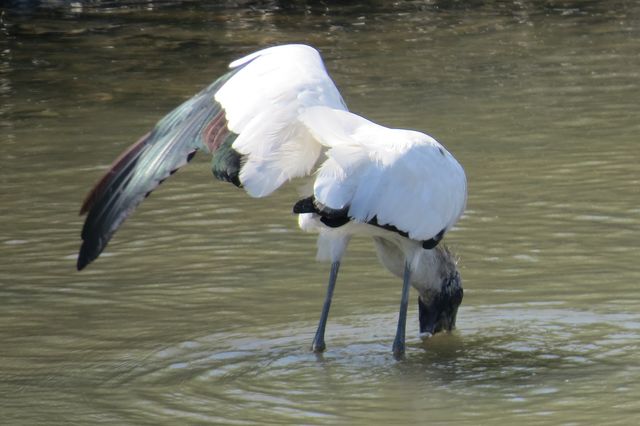 Wood Stork