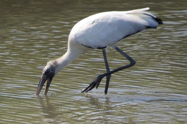 Wood Stork