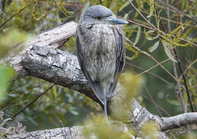 Yellow-crowned Night-Heron