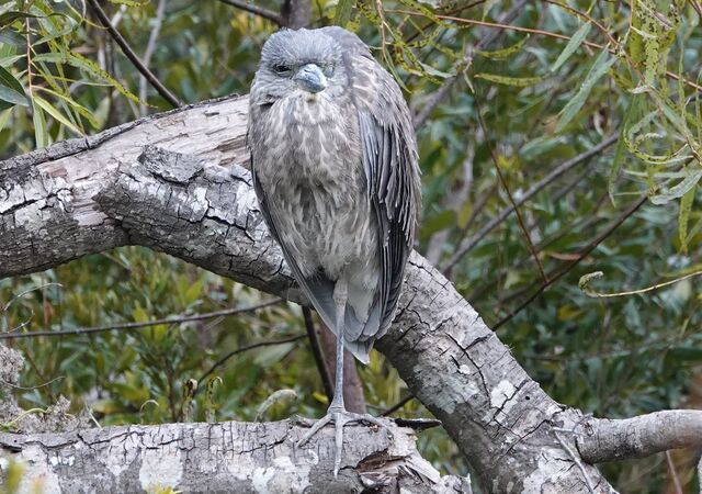 Yellow-crowned Night-Heron