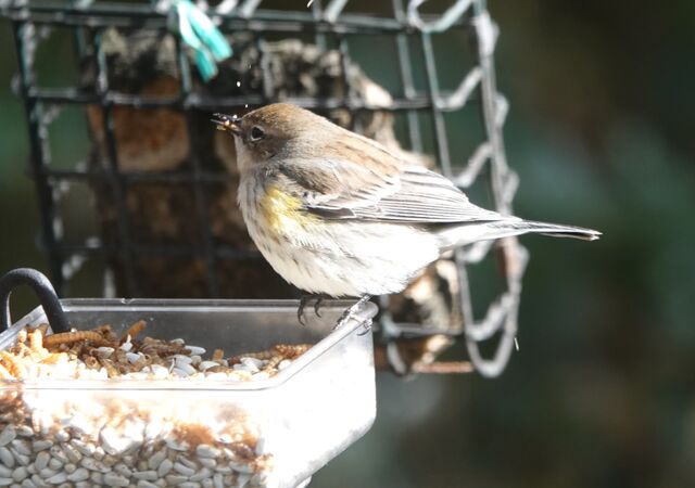 Yellow-rumped Warbler