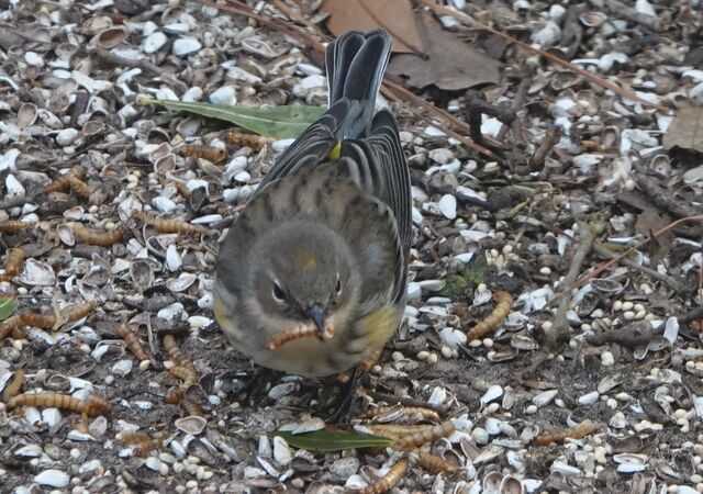 Yellow-rumped Warbler