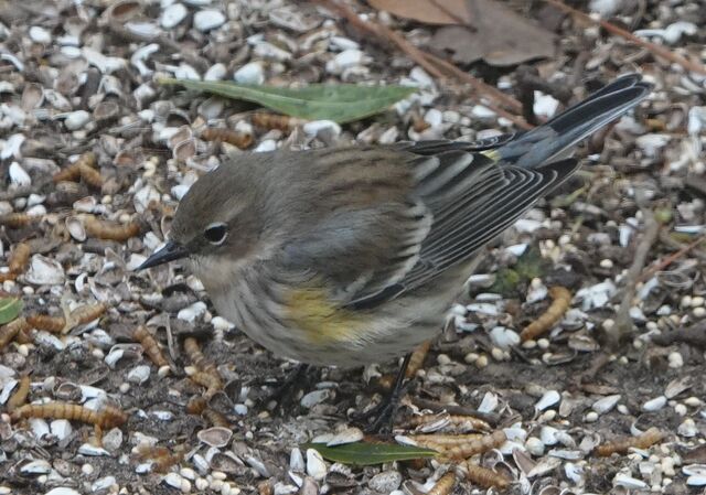 Yellow-rumped Warbler