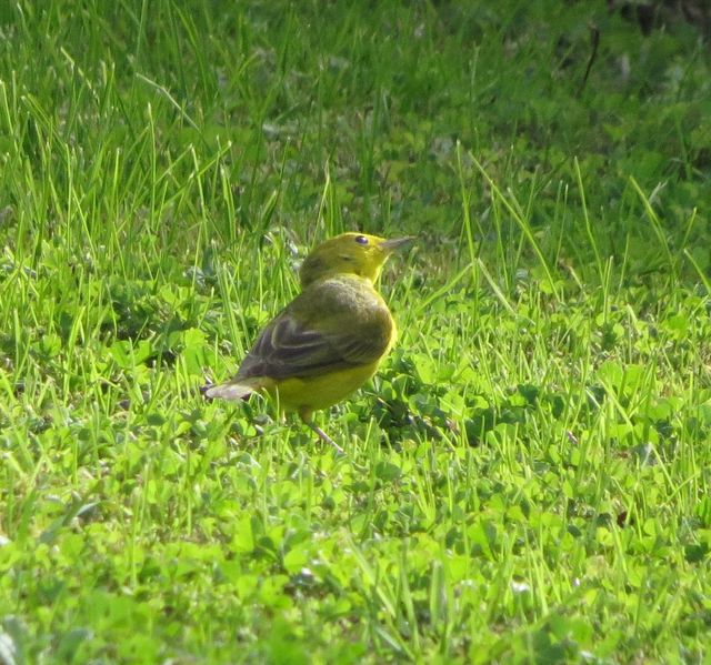 Yellow Warbler