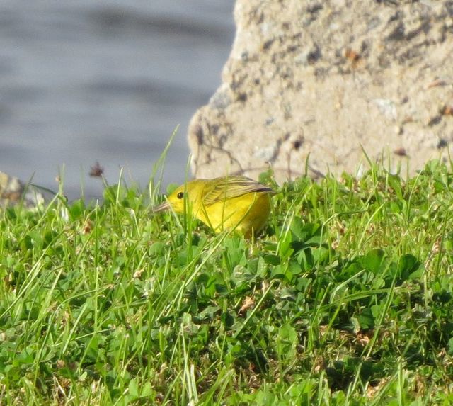 Yellow Warbler