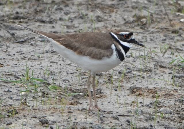 Killdeer