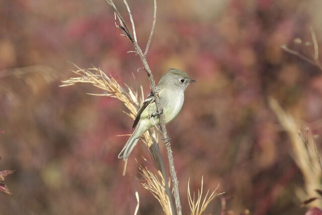 Hammond's Flycatcher