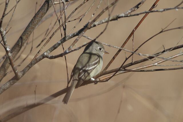 Hammond's Flycatcher