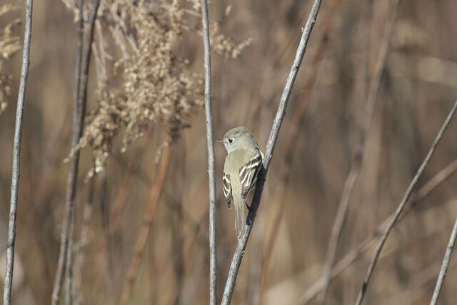 Hammond's Flycatcher