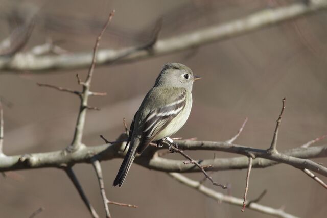 Hammond's Flycatcher