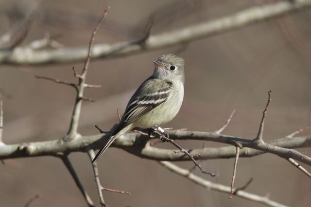 Hammond's Flycatcher