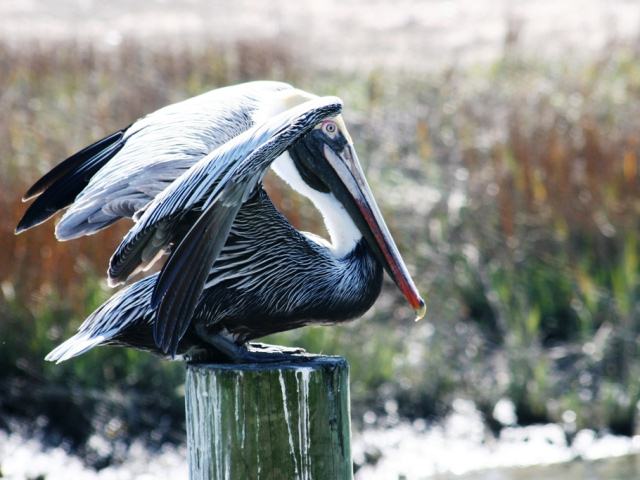 Brown Pelican