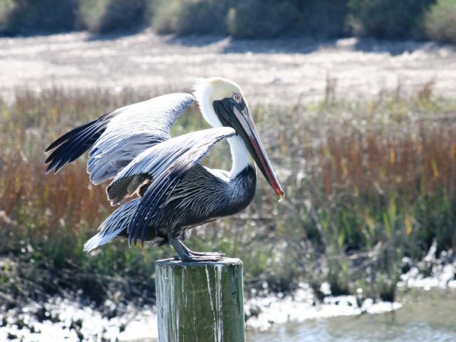 Brown Pelican