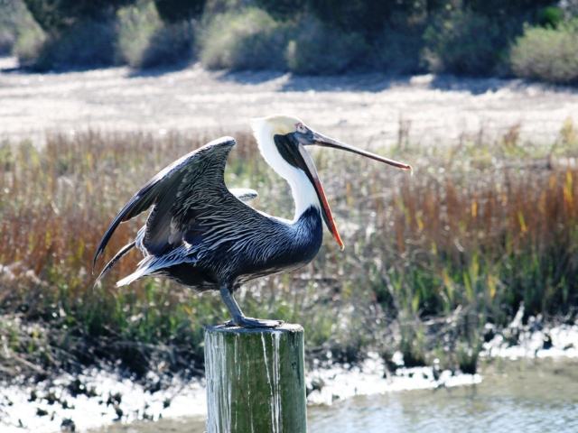 Brown Pelican