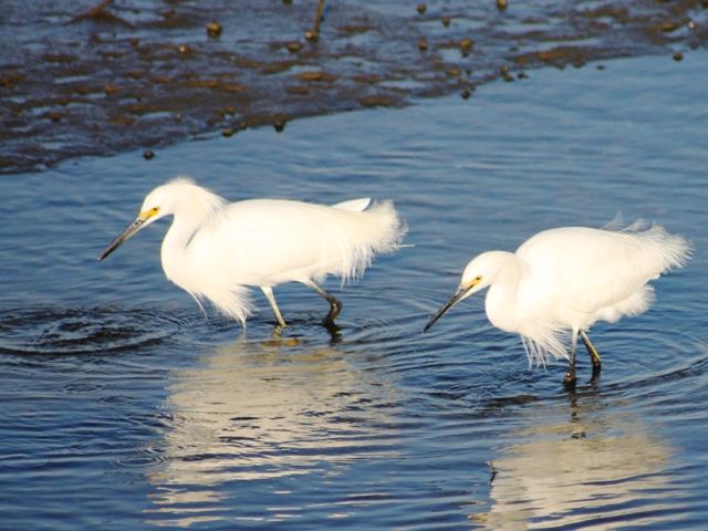 Snowy Egrets