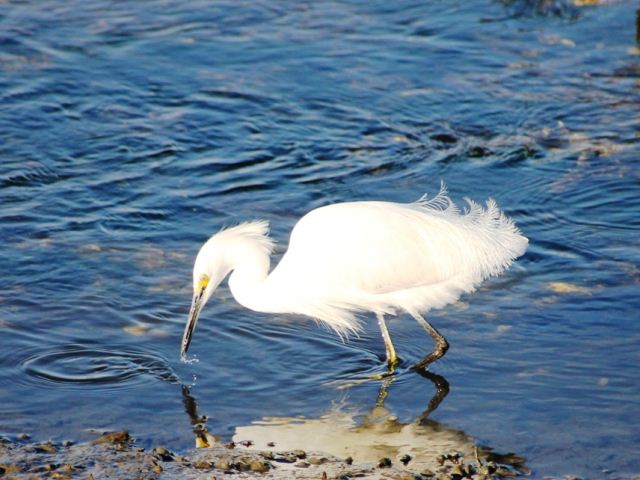 Snowy Egrets