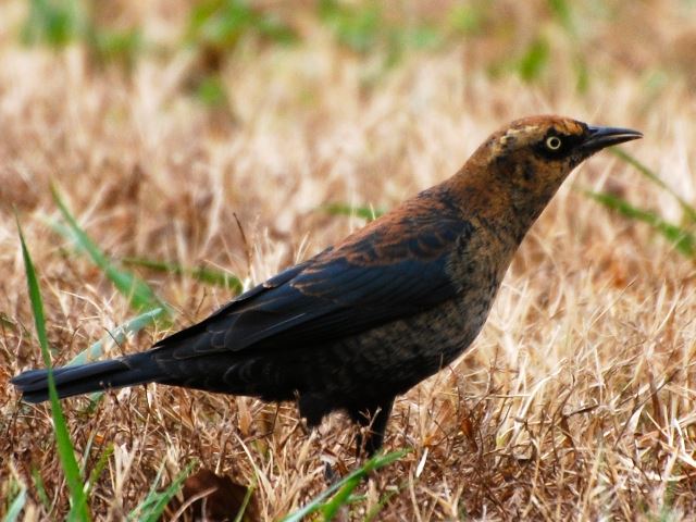 Rusty Blackbird