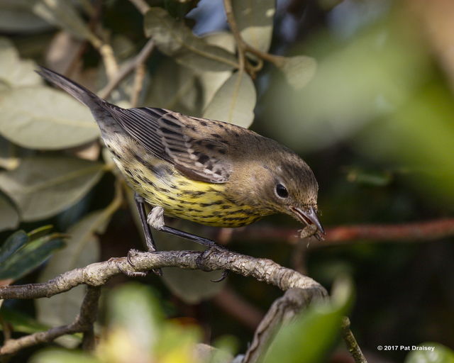 Kirtland's Warbler