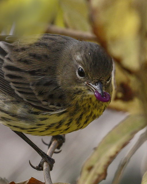 Kirtland's Warbler